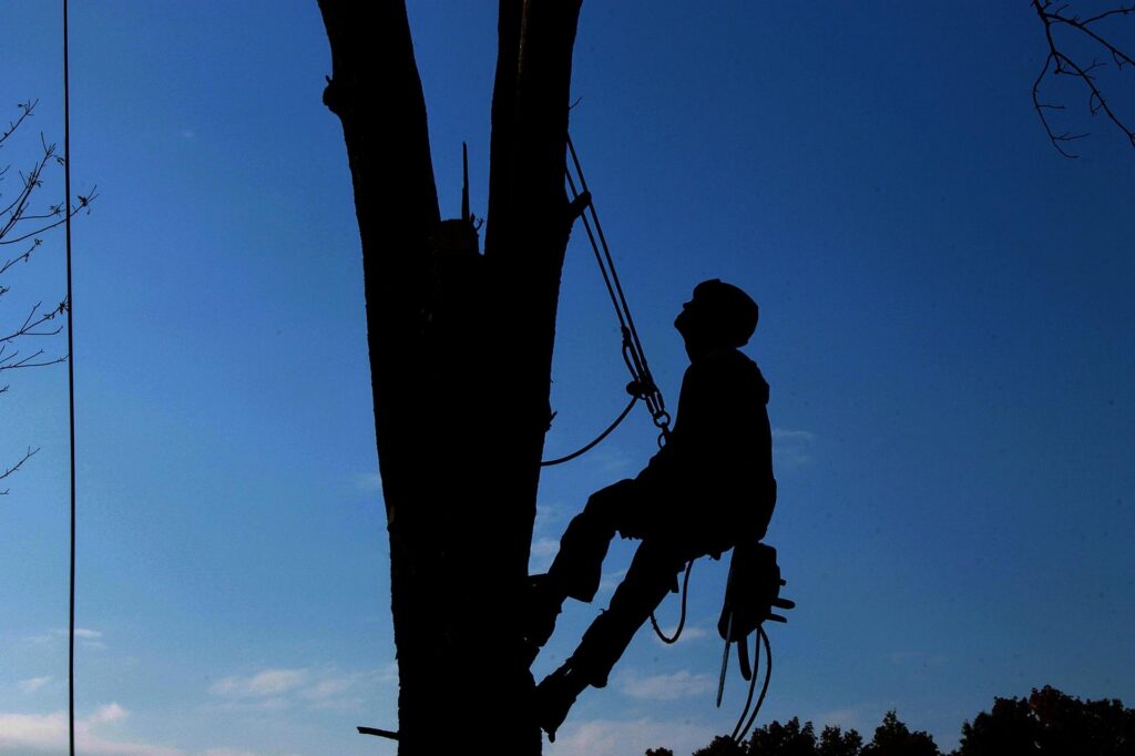 Tree Service in East Windsor, NJ